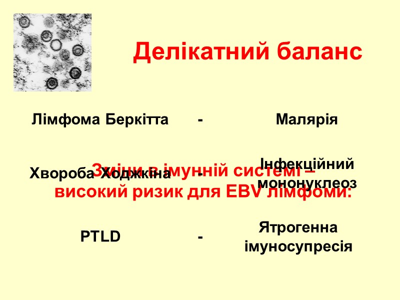 Делікатний баланс Зміни в імунній системі – високий ризик для EBV лімфоми: